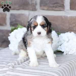 Chloe, Cavapoo Puppy